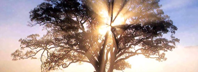 america-oak-tree-1920x2560-versic3b3n-2