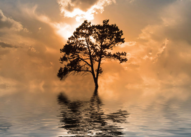 tree-in-water